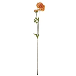 2 Dalia branches*Muy Mucho Hot