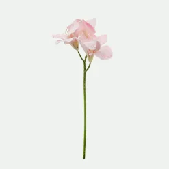 Amarilis 56Cm Rs.*Muy Mucho Clearance