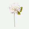 Dahlia pick*Muy Mucho Best