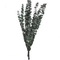 Eucalyptus bouquet*Muy Mucho