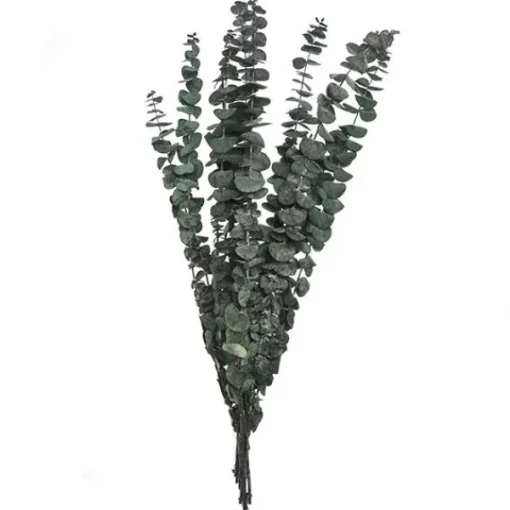 Eucalyptus bouquet*Muy Mucho