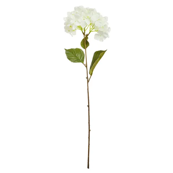 Hortensia Rama*Muy Mucho Hot