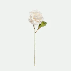 Peony*Muy Mucho Online
