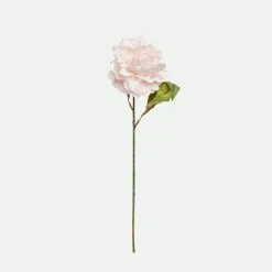 Peony*Muy Mucho Sale