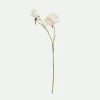 Peony*Muy Mucho Sale