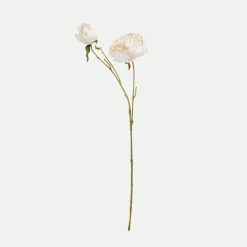 Peony*Muy Mucho Sale