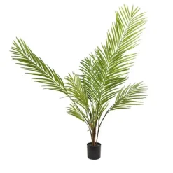 Planta areca palm*Muy Mucho Clearance