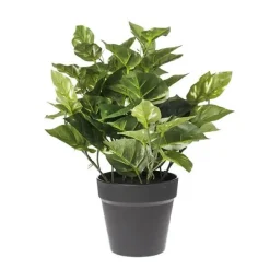 Planta photos*Muy Mucho New