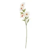 Rama Daisy*Muy Mucho Online