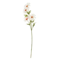 Rama Daisy*Muy Mucho Online