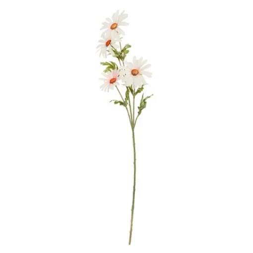 Rama Daisy*Muy Mucho Online
