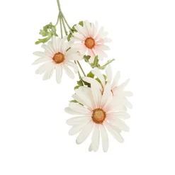 Rama Daisy*Muy Mucho Online