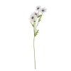 Rama Daisy*Muy Mucho