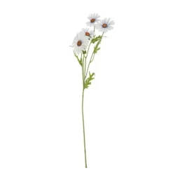 Rama Daisy*Muy Mucho